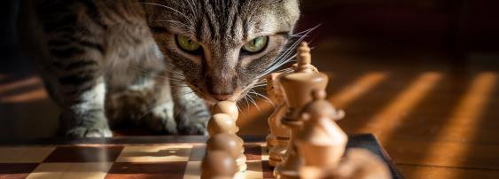 Cat chess
